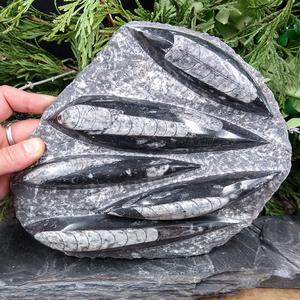 #ORT-33 Orthoceras Fossil Popular Cheap Online
