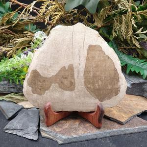 #PW-122 Petrified Wood For Sale Online