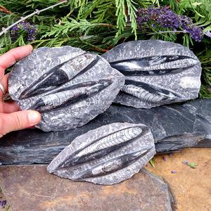 #ORT-32 Orthoceras Fossil double Free Shipping The Cheapest