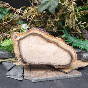 #PW-119 Petrified Wood 2025 Newest Online