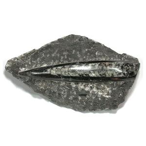 #ORT-10B Orthoceras Fossil 5-6 inch Deals
