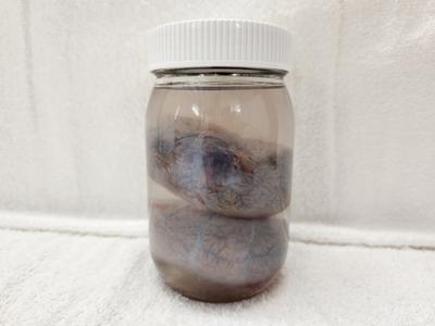 Animal Kidneys - Wet Specimens View Cheap Online