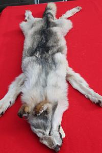 Canadian Wolf - Taxidermy Quality - WLF1064 Buy Cheap Best Place