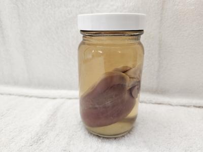 Animal Hearts - Wet Specimens Cheap Sale Discounts