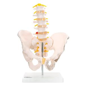 66fit Anatomical Pelvis With 5Pcs Lumbar Vertebrae Outlet View