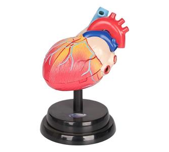 STEM Augmented Reality - Heart Cardiology Professional Model Clearance Footlocker Pictures