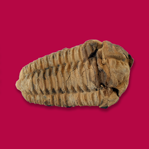 Trilobite Fossil Cheap Sale Fashionable