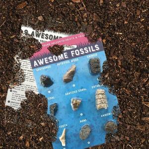 Awesome Fossil Collection Pick A Best For Sale