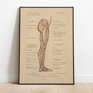 Anatomy - 12x18 Poster Cheap Sale With Credit Card