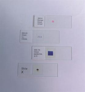 Human Cheek Cells - 500-7 The Cheapest Cheap Pice