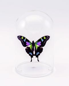 5" Glass Dome Get Authentic Cheap Online