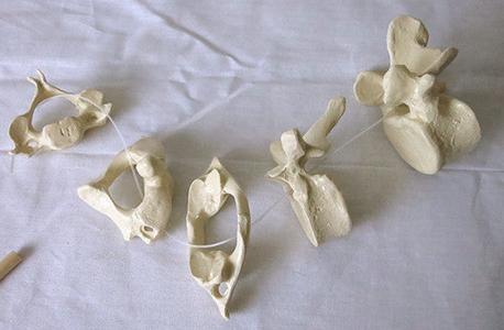 SB19-1 Representative Vertebrae, Set of Five - Natural Tone Cost Cheap Pice