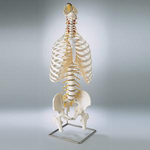 SP64 Premier Flexible spine with thorax and femur heads and stand Free Shipping Comfortable