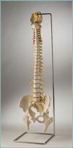 Ultraflex Spine with Pelvis and stand Buy Cheap Wiki