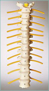 SA45 Thoracic Vertebrae Set With Credit Card Cheap Online