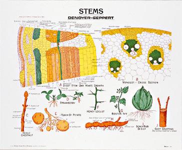 1902-01 Stems Chart, unmounted Huge Surprise For Sale