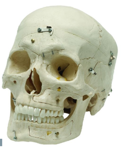 SK14 Medical Demonstration Skull, 14-Sections Cheap Sale Outlet Locations