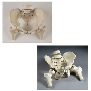 SV623 Premier Male and Female Bony Pelvis Set with femur Heads The Cheapest