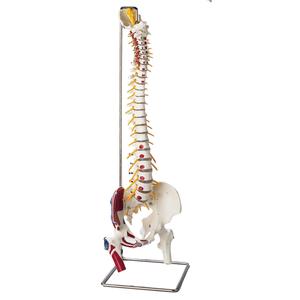SP65PL Premier Flexible Spine w/ Hand-Painted Muscle Attachments, Femur Heads and Stand Buy Cheap Pay With Paypal