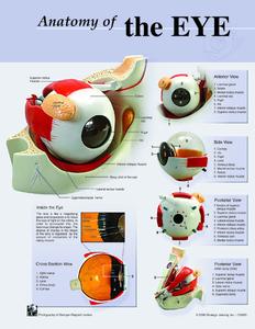7102-08 Poster size Eye Anatomy Chart Cheap 100% Original