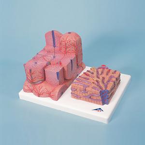 H240 Microanatomy Liver Sale For Cheap
