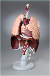 A649 Respiratory Organs Sale Great Deals