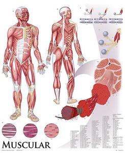 1422-01 Muscular System Wall Chart, unmounted Sale Clearance