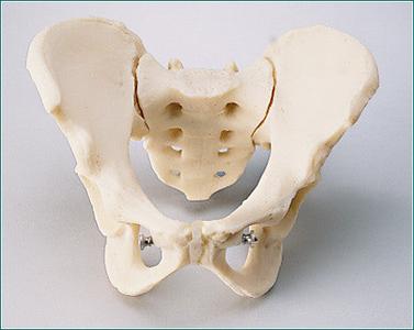 SA444 Take-Apart Pelvis Set, Male, Female, Adolescent Discount Free Shipping