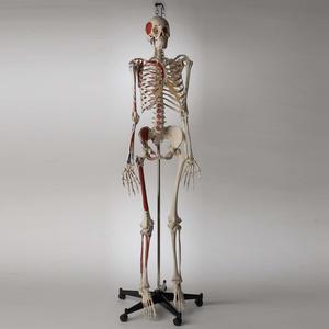 S63L Premier Academic Series Skeleton with Hand-Painted and Labeled Muscle Attachments Low Pice Fee Shipping Sale Online