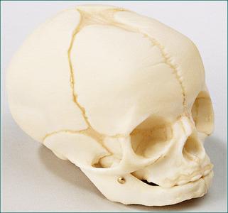 SK38 Fetal Skull, Natural Tone Clearance Tumblr