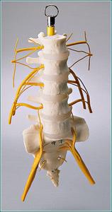 SA46 Lumbar Vertebrae and Sacrum Set Buy Cheap Perfect