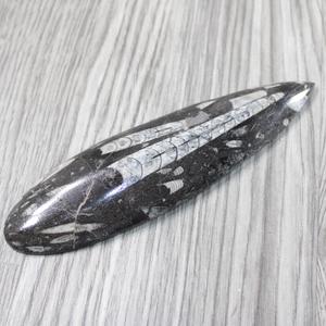 1 Large Orthoceras Fossil #5146 Cheap Sale Many Kinds Of
