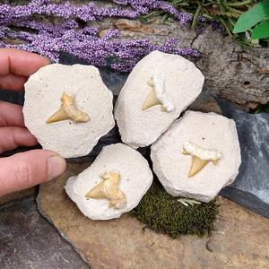 #FS-222 Fossil Shark Tooth Free Shipping With Paypal