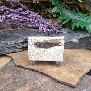 #FFS-4 Fish Fossil Many Kinds Of Cheap Pice