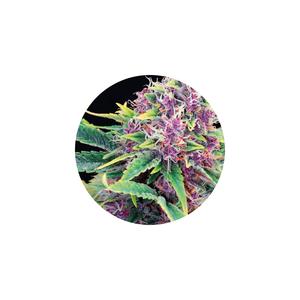 Premium Isolated Terpenes - Steam Distilled, Solvent Free 1ml Cheap Sale Footlocker Finishline