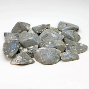 Texas Flint Turritella Fossil Tumble Polished Specimens Free Shipping Real