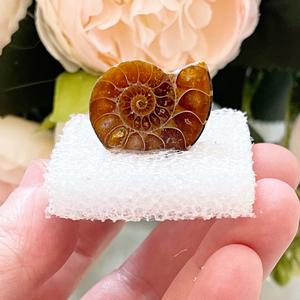 Polished Ammonites from Madagascar (10 pieces) Clearance 2025