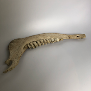 Bovine Jaw Bone Sale 100% Original