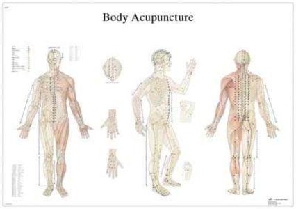 3B Anatomical Chart - acupuncture body, 38.58 x 26.77" Free Shipping Huge Surprise