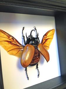 5x5 Real Beetle Taxidermy - 5 Horned Beetle Pay With Visa For Sale