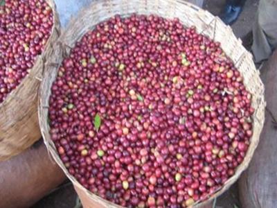 Green Abba Buna Coffee from Ethiopia Free Shipping With Paypal