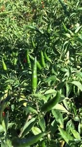 Green Chilies from Kenya Under 70 Dollars