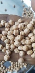 KABULI CHICKPEAS from Ethiopia High Quality For Sale
