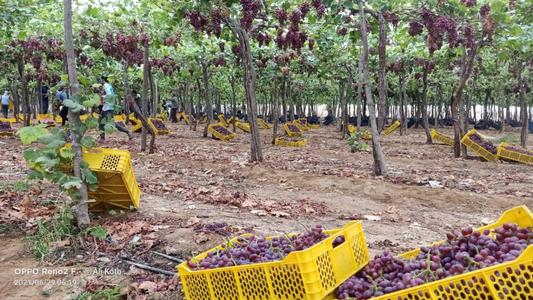 Grapes from Egypt Buy Cheap 2025 Newest