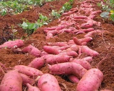 Japanese Sweet Potato from Kenya Cheap Pice Free Shipping