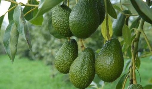 Hass Avocado from Tanzania Cheap Comfortable