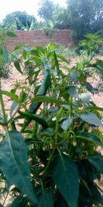 Green Chilli from Uganda Clearance Eastbay