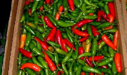 Green Chili from Rwanda Outlet Clearance Store