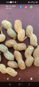 Groundnuts from Malawi Cheap Sale Choice