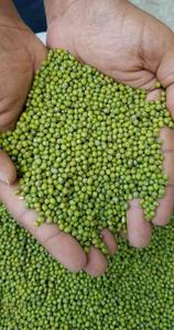 Green Mung Beans from Ethiopia Cheap Sale Ebay